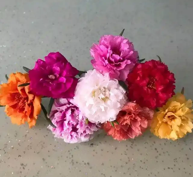 這個花要慎入!雖然像牡丹,但也討人嫌