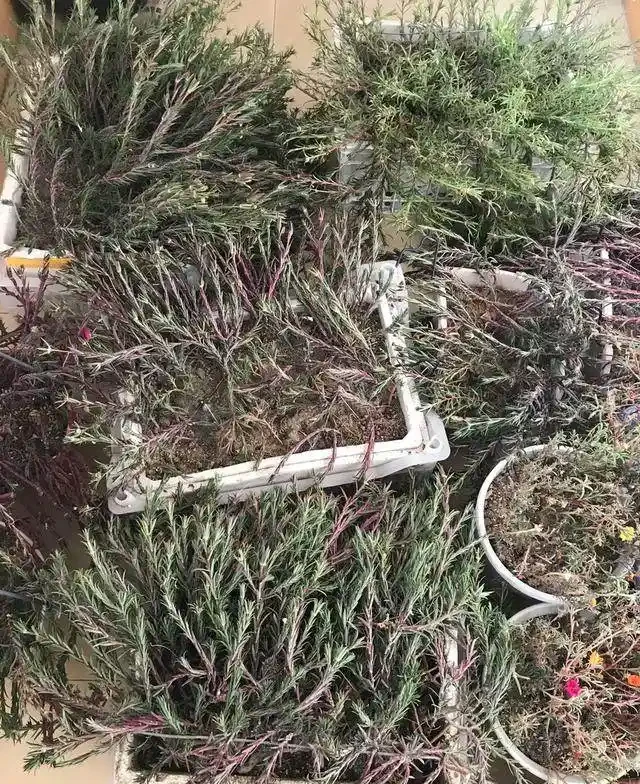 這個花要慎入!雖然像牡丹,但也討人嫌