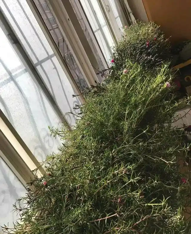 這個花要慎入!雖然像牡丹,但也討人嫌