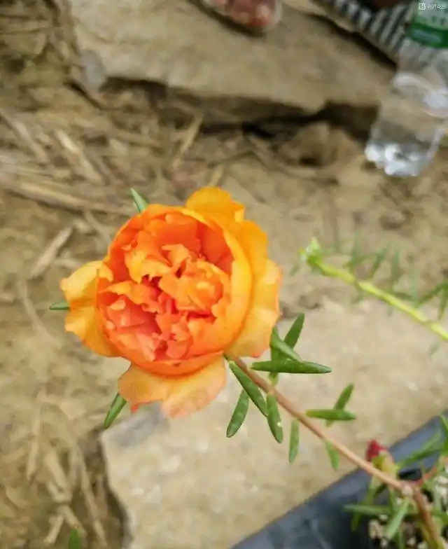 這個花要慎入!雖然像牡丹,但也討人嫌