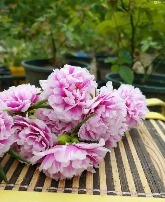 這個花要慎入!雖然像牡丹,但也討人嫌
