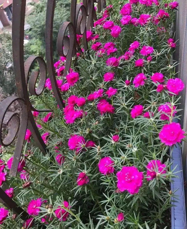這個花要慎入!雖然像牡丹,但也討人嫌