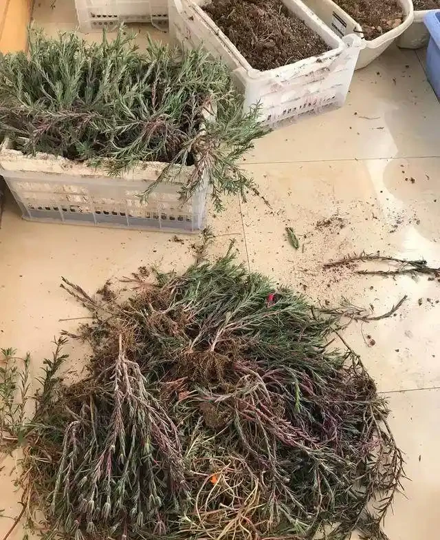 這個花要慎入!雖然像牡丹,但也討人嫌
