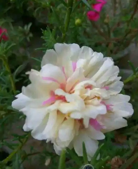 這個花要慎入!雖然像牡丹,但也討人嫌