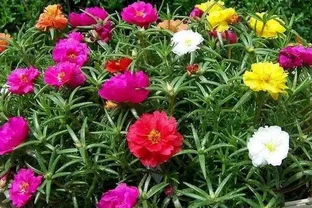 這個花要慎入！雖然像牡丹，但也討人嫌
