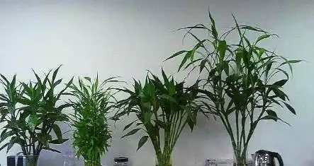 萬年竹葉子為什麼發黃,原因是什麼?該怎麼處理?