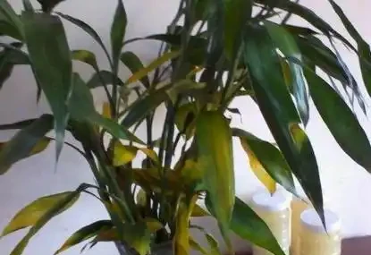 萬年竹葉子為什麼發黃,原因是什麼?該怎麼處理?