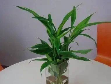 萬年竹葉子為什麼發黃,原因是什麼?該怎麼處理?