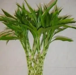 萬年竹葉子為什麼發黃,原因是什麼?該怎麼處理?