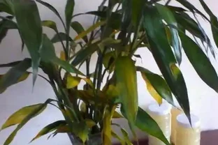 萬年竹葉子為什麼發黃，原因是什麼？該怎麼處理？