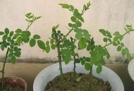 十一月初插枝這種花卉,成活率極高,萬萬別錯過了最佳時機!