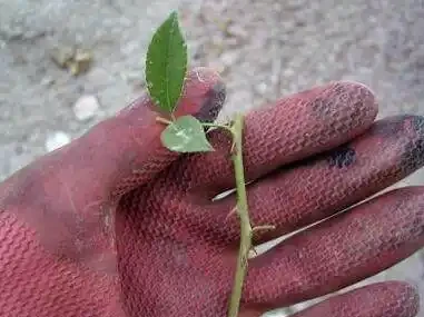 十一月初插枝這種花卉,成活率極高,萬萬別錯過了最佳時機!