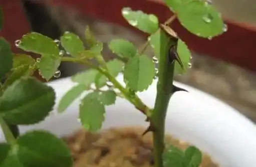十一月初插枝這種花卉,成活率極高,萬萬別錯過了最佳時機!
