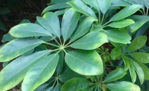 鵝掌藤的三種不同繁殖方法,你都會嗎?