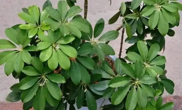 鵝掌藤的三種不同繁殖方法,你都會嗎?