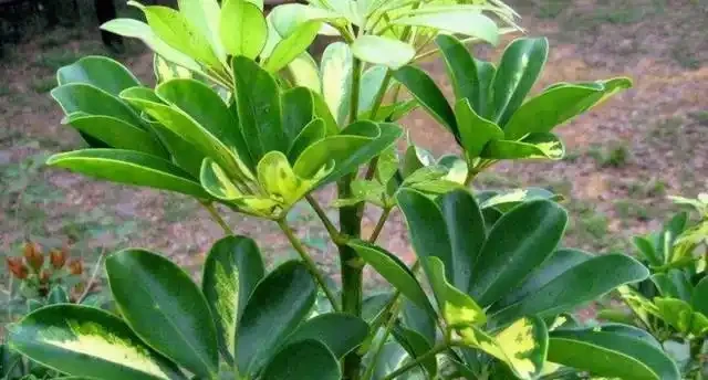 鵝掌藤的三種不同繁殖方法,你都會嗎?