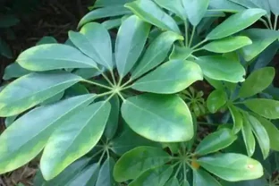 鵝掌藤的三種不同繁殖方法，你都會嗎？