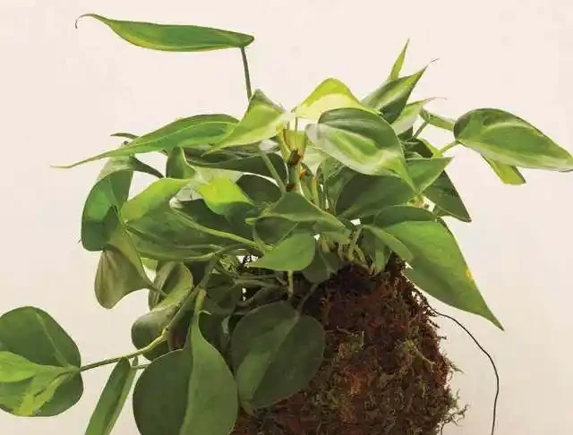 用苔蘚球養出來的綠植,吊在空中也能養,變成別緻的景觀