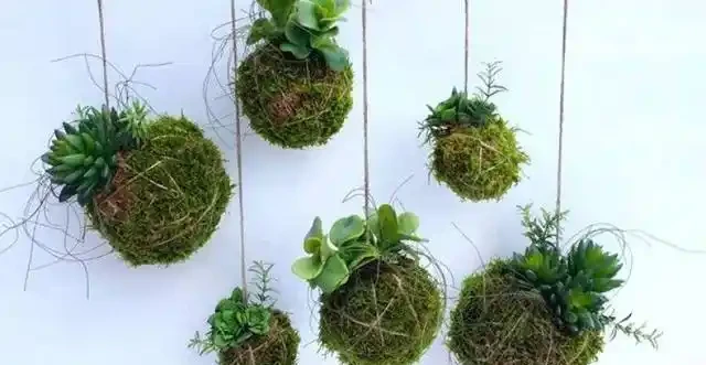 用苔蘚球養出來的綠植,吊在空中也能養,變成別緻的景觀