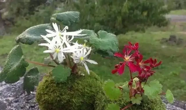 用苔蘚球養出來的綠植,吊在空中也能養,變成別緻的景觀
