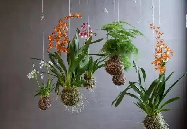 用苔蘚球養出來的綠植,吊在空中也能養,變成別緻的景觀