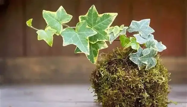 用苔蘚球養出來的綠植,吊在空中也能養,變成別緻的景觀