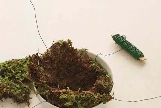 用苔蘚球養出來的綠植,吊在空中也能養,變成別緻的景觀