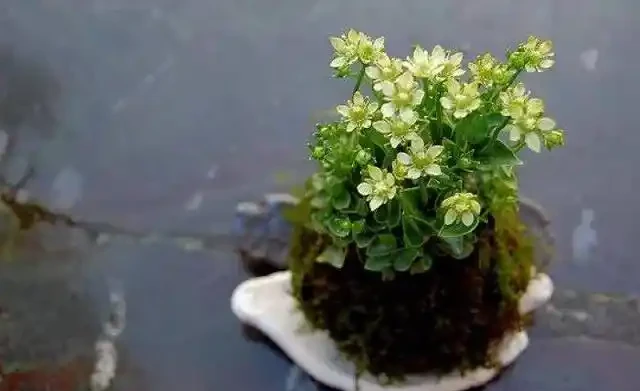 用苔蘚球養出來的綠植,吊在空中也能養,變成別緻的景觀