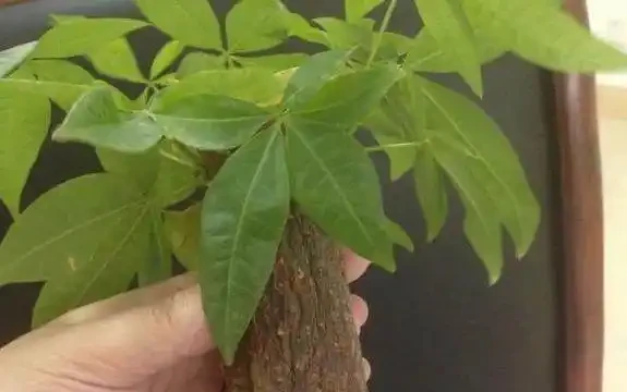 導致發財樹葉子變黃的10大主要原因,你知道嗎?