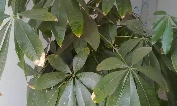 導致發財樹葉子變黃的10大主要原因,你知道嗎?