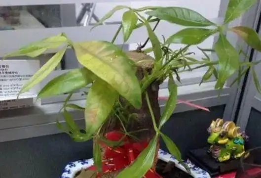 導致發財樹葉子變黃的10大主要原因,你知道嗎?