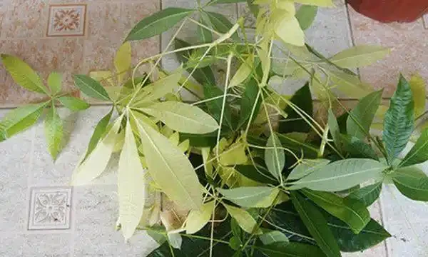 導致發財樹葉子變黃的10大主要原因,你知道嗎?