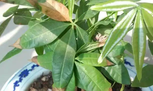 導致發財樹葉子變黃的10大主要原因,你知道嗎?