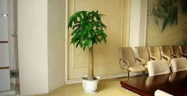 發財樹葉子多，才能招財，光禿禿可不行！