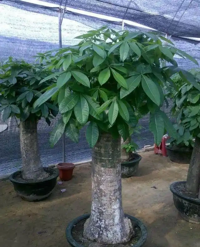 發財樹葉子多，才能招財，光禿禿可不行！