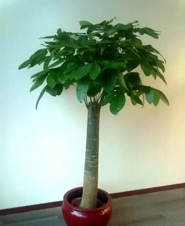 發財樹葉子多，才能招財，光禿禿可不行！