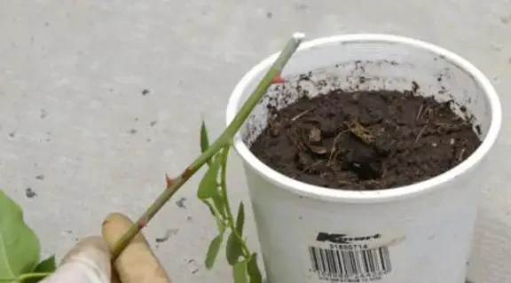 家裡種玫瑰不用買,一節枝子插盆裡長根發芽,花開99朵太美了!