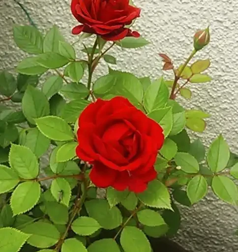 家裡種玫瑰不用買,一節枝子插盆裡長根發芽,花開99朵太美了!
