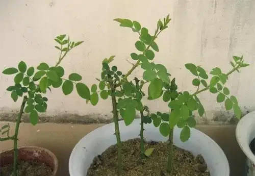 家裡種玫瑰不用買,一節枝子插盆裡長根發芽,花開99朵太美了!