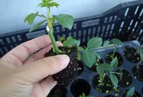 家裡種玫瑰不用買,一節枝子插盆裡長根發芽,花開99朵太美了!