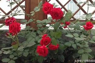 家裡種玫瑰不用買，一節枝子插盆裡長根發芽，花開99朵太美了！