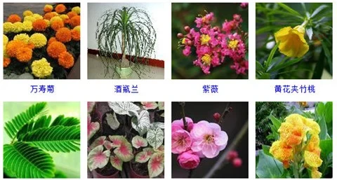 55種好養的盆栽植物,不管它們長得越好!