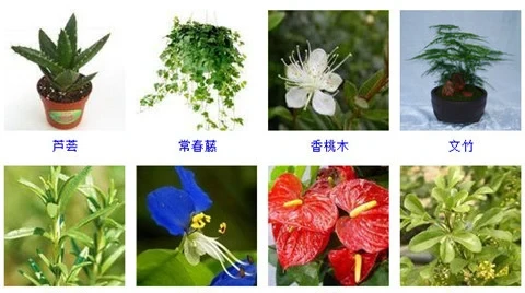 55種好養的盆栽植物,不管它們長得越好!