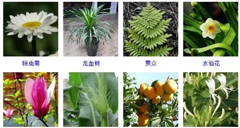 55種好養的盆栽植物,不管它們長得越好!