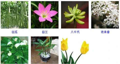 55種好養的盆栽植物,不管它們長得越好!