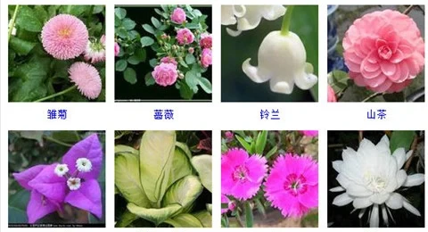 55種好養的盆栽植物,不管它們長得越好!