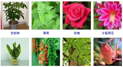 55種好養的盆栽植物,不管它們長得越好!