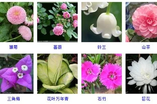 55種好養的盆栽植物，不管它們長得越好！