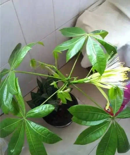 養了幾年的發財樹，竟然一夜之間開花，全家人都看呆了！