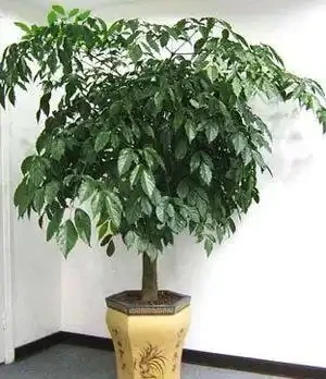 家庭盆栽「幸福樹」的鑑賞與養護管理